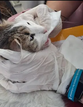 Entrega de apoyo durante la emergencia